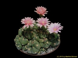 Gymnocalycium bueneckeri 218